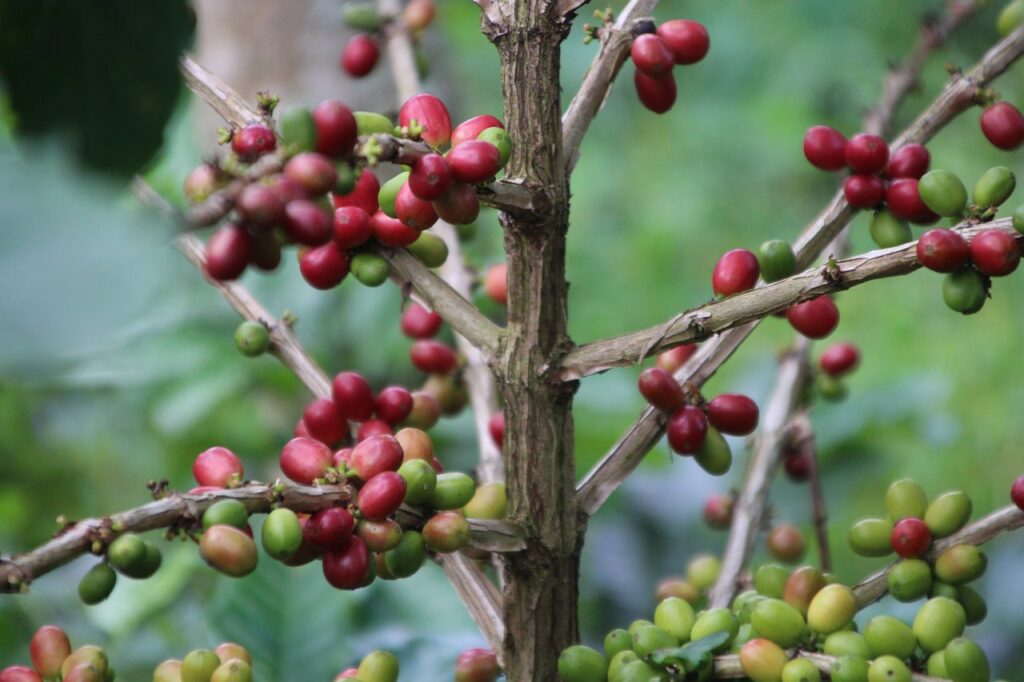 buah kopi indonesia