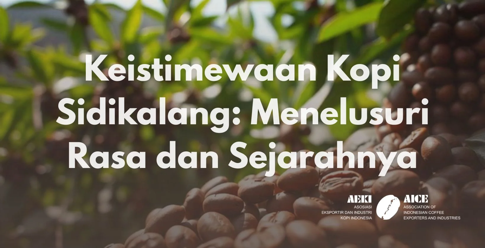 Keistimewaan Kopi Sidikalang