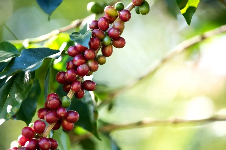Negara Penghasil Kopi Terbesari di Dunia
