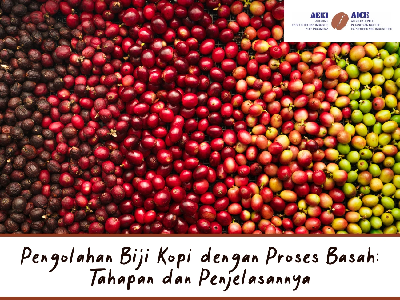 Pengolahan-Biji-Kopi-dengan-Proses-Basah-Tahapan-dan-Penjelasannya