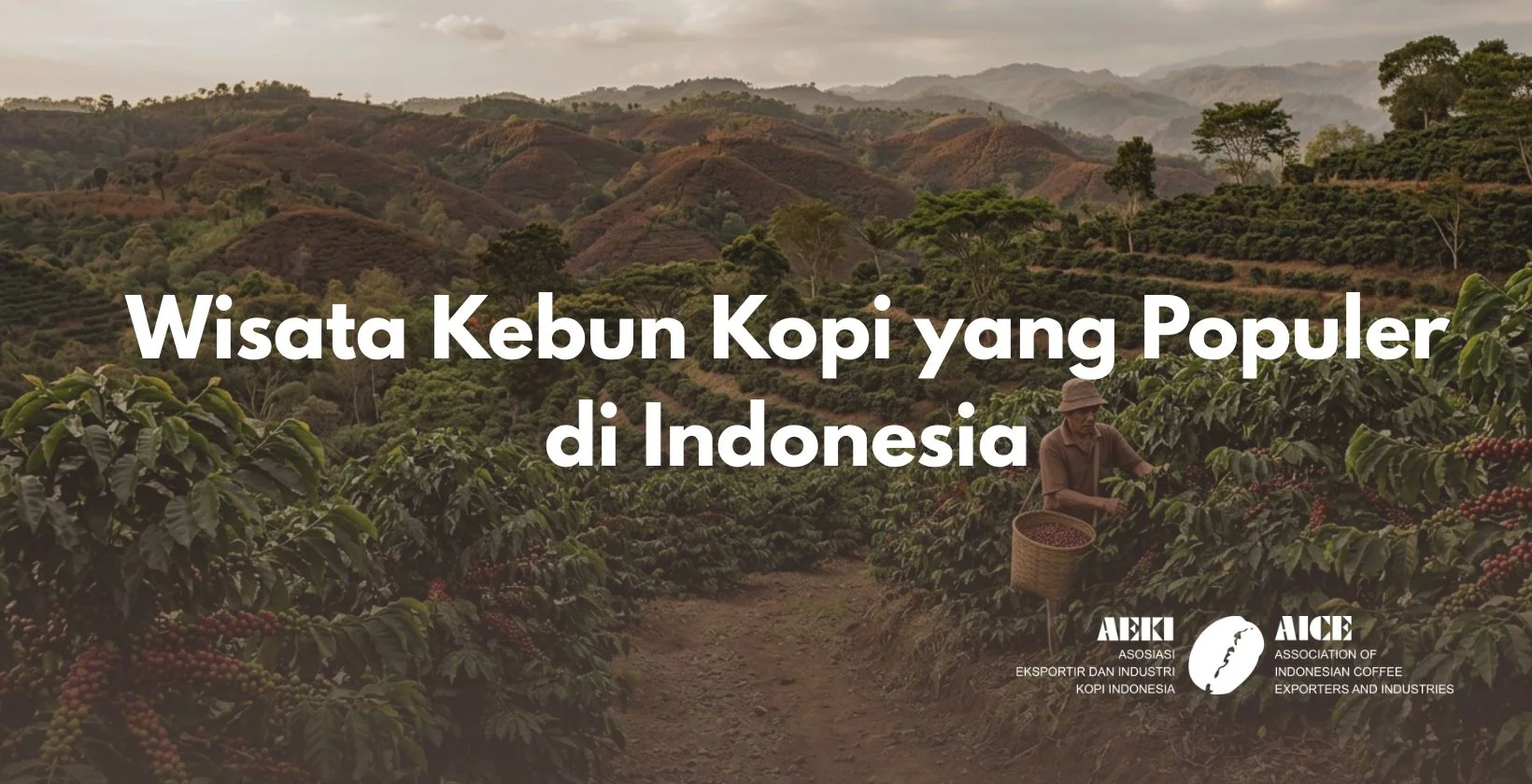 Wisata Kebun Kopi yang Populer di Indonesia
