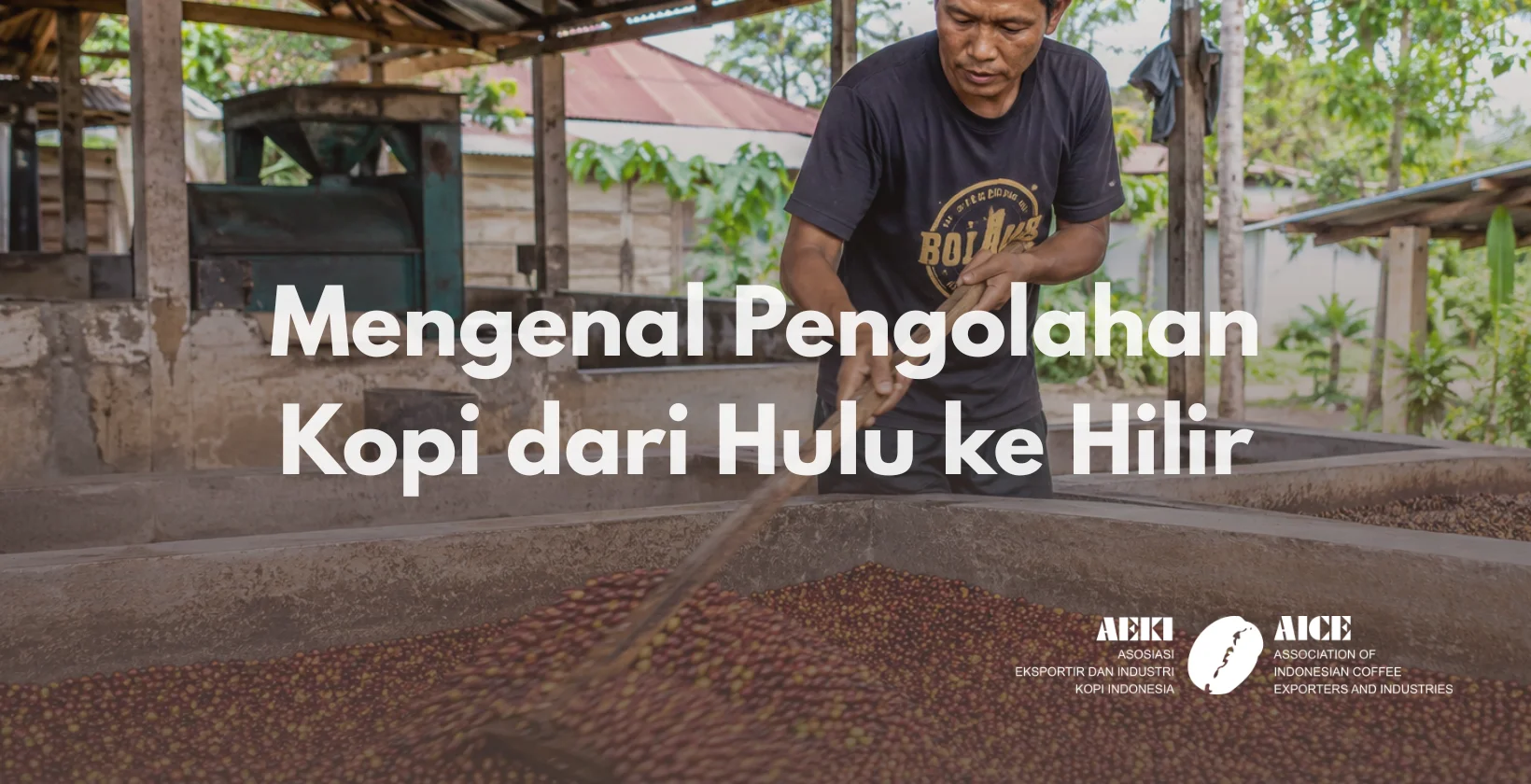 pengolahan kopi
