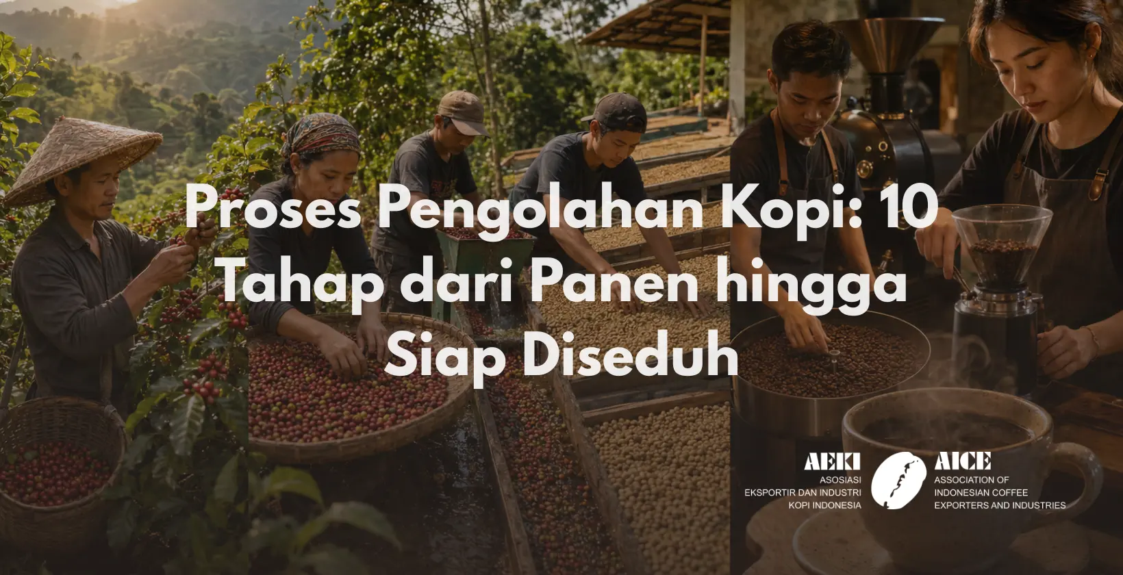 proses pengolahan kopi
