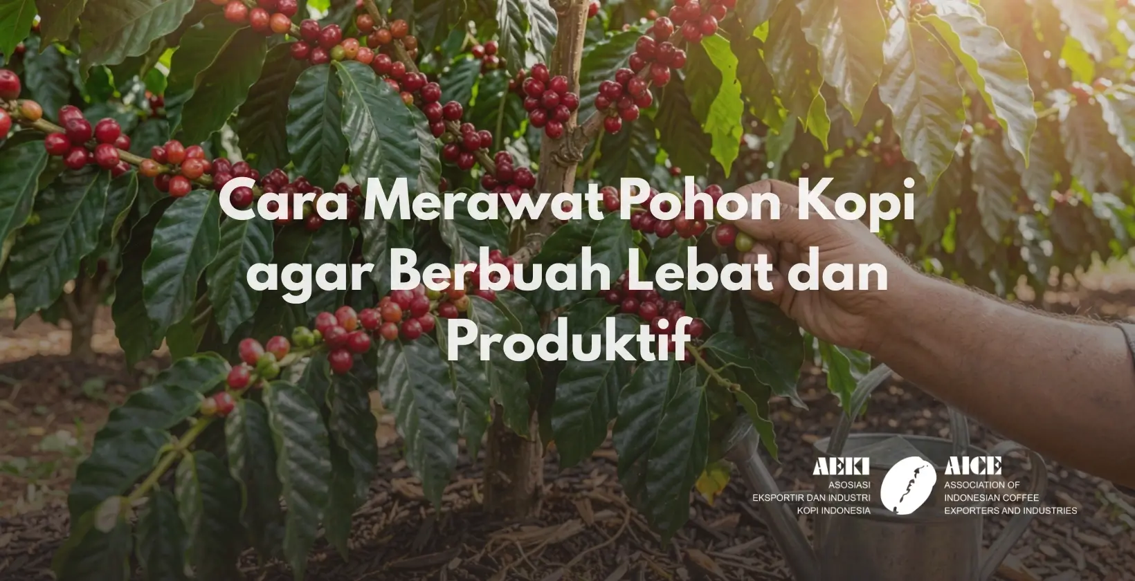 Cara Merawat Pohon Kopi